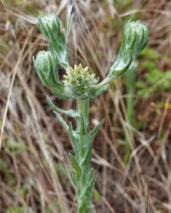 Common Cudweed thumbnail 2