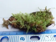 Opal Nodding Moss thumbnail 2
