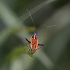 Meadow Plant Bug thumbnail 3