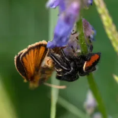 Brilliant Jumping Spider thumbnail 3