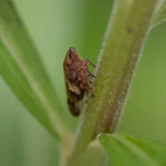 Alder Spittlebug thumbnail 4