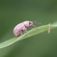 Granular Broad-nosed Weevil thumbnail 2