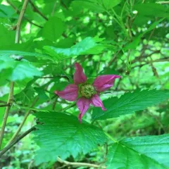 Salmonberry thumbnail 4