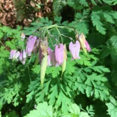 Pacific Bleeding Heart thumbnail 3
