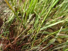 dwarf alkali grass thumbnail 4