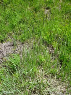 Pickering's Reed Bentgrass thumbnail 4