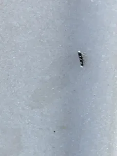 Parectopa lespedezaefoliella thumbnail 3