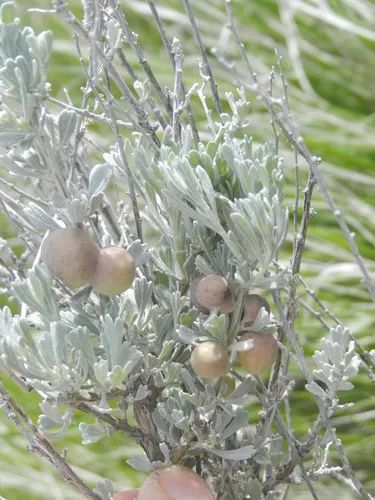 Sagebrush Plum Gall Midge