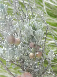 Sagebrush Plum Gall Midge thumbnail 1