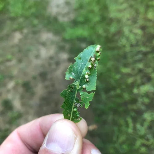 Willow Bead Gall Mite