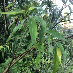 peachleaf willow thumbnail 2
