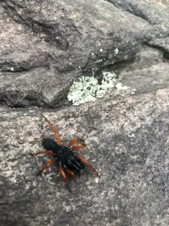 Red-legged Purseweb Spider thumbnail 2