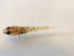 Reticulate Sculpin thumbnail 2