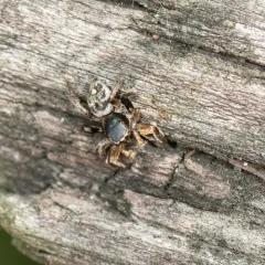 Habronattus captiosus thumbnail 2