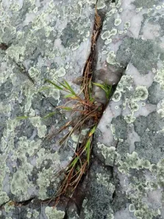 Hemlock Witchgrass thumbnail 1