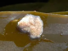 Eurylepta leoparda thumbnail 2