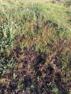 Long-headed poppy thumbnail 2