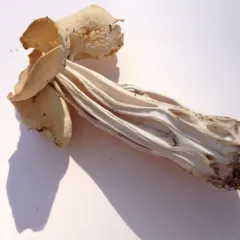 White Saddle thumbnail 4