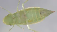 Hecalus major thumbnail 2
