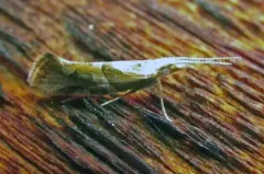 Eidophasia vanella thumbnail 4