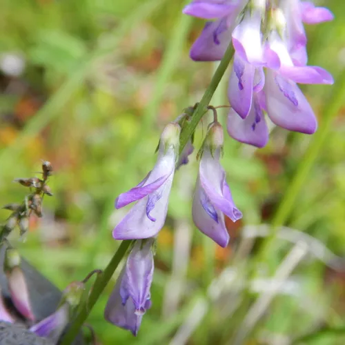 Alpine Sweet-vetch