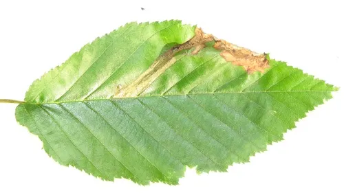 Curved Birch Mining Sawfly