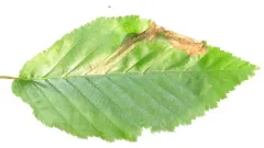 Curved Birch Mining Sawfly thumbnail 1