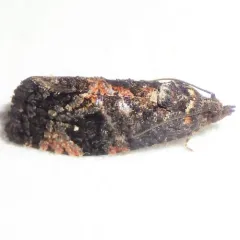 Dotted Gymnandrosoma Moth thumbnail 2