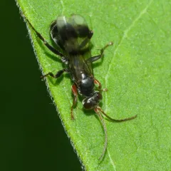 Deuteragenia caliptera thumbnail 2