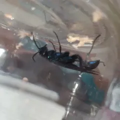 Common Blue Mud-dauber Wasp thumbnail 4
