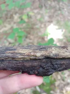 Adelphella babingtonii thumbnail 1