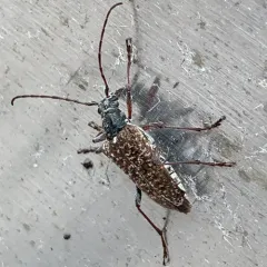 Mottled Longhorned Beetle thumbnail 2