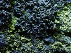 Blennothallia fecunda thumbnail 1