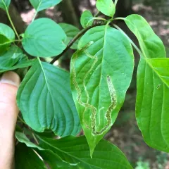 Phytomyza agromyzina thumbnail 2