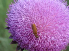 Spot-necked Epicauta thumbnail 4