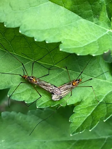 Tipula nobilis