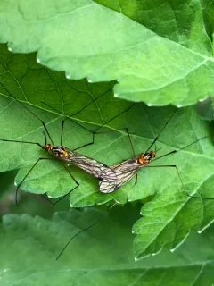 Tipula nobilis thumbnail 1
