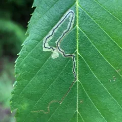 Drab Birch Pigmy thumbnail 2