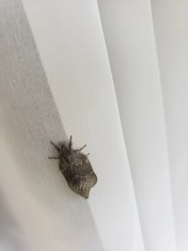 Riley's Lappet Moth