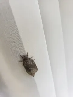 Riley's Lappet Moth thumbnail 1