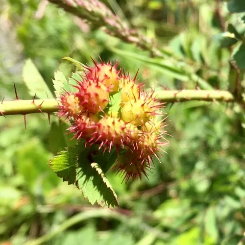 Spiny Leaf Gall Wasp
