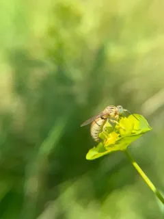 Bembecinus neglectus thumbnail 3