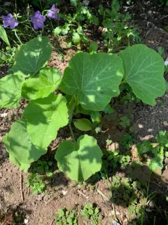winter squash thumbnail 2