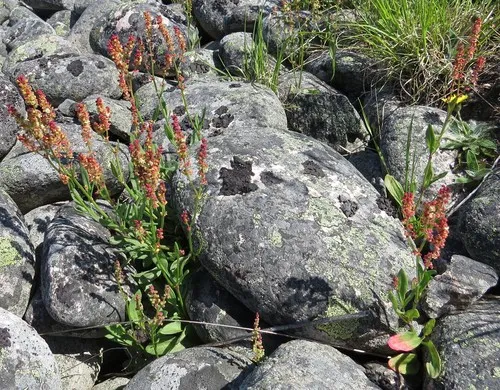Common Sorrel
