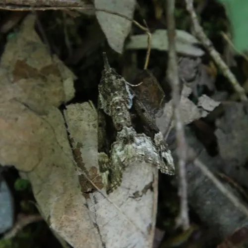 Mottled Snout
