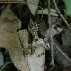 Mottled Snout thumbnail 1