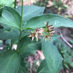 European swallow-wort thumbnail 3