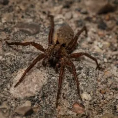 Drumming Sword Wolf Spider thumbnail 3