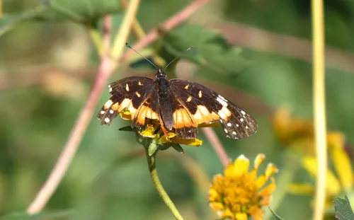Bordered Patch