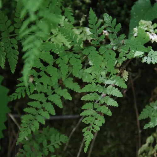 Mackay's Fragile Fern